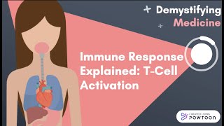 Immune Response Explained TCell Activation [upl. by Ateekahs]