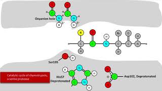 Serine Protease Mechanism [upl. by Alabaster]