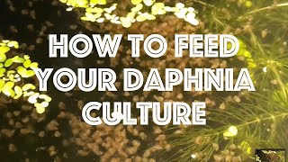 How To Feed Your Daphnia Culture [upl. by Selle]