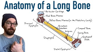 Anatomy of a Long Bone [upl. by Nahsor]