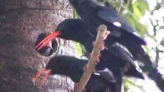 Redbilled Wood Hoopoe Part 10 [upl. by Icnarf]