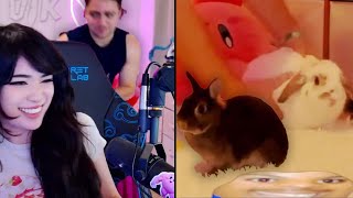 Mizkif Saves Dedo from Emirus Rabbits [upl. by Pinsky866]