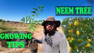 Growing NEEM Tree  EVERYTHING You Need To Know [upl. by Notsae]