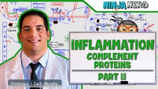 Immunology  Inflammation Complement Proteins Part 3 [upl. by Arraet]