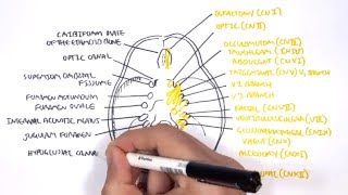 Anatomy  Cranial Nerves and the Skull [upl. by Suoivatnod956]