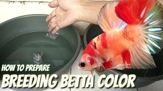 BREEDING BETTA COLOR  PREPARE [upl. by Lebatsirc]