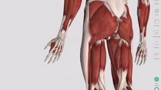 Skeletal Muscles  Complete Anatomy [upl. by Arodnap809]