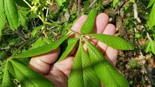 ID That Tree Spring Bloom Edition Ohio Buckeye [upl. by Yengac295]