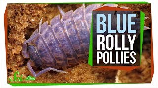 The Horrible Reason Rolly Pollies are Sometimes Blue [upl. by Terza342]