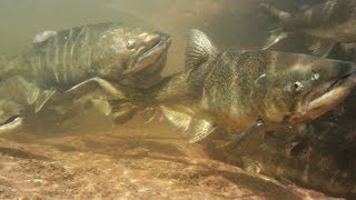 Salmon And Trout Hatchery Documentary [upl. by Eigger]