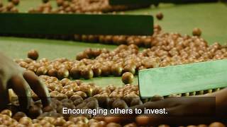 Transforming Malawi’s Macadamia Industry [upl. by Gearard481]