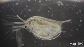 Daphnia magna under the Microscope [upl. by Suiramaj132]