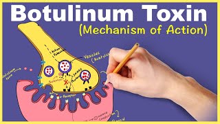 Botulinum Toxin Mechanism of Action [upl. by Scutt615]