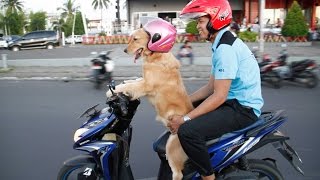 Dog Rides On Scooter [upl. by Kreindler]