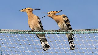 HOOPOE CALL Eurasian Hoopoe in Spain birding on the Ebro Delta [upl. by Twitt936]