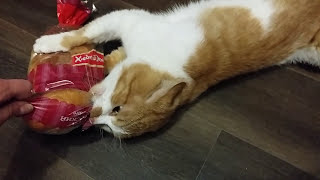 Cat Latches onto Favorite Loaf of Bread [upl. by Einatirb107]