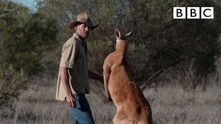 Dont mess with Roger the Kangaroo  Kangaroo Dundee  BBC [upl. by Akimehs]