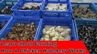 Tour How a Hatchery Works [upl. by Mcgruter819]