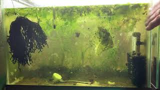 Scuds Daphnia Cherry Shrimp Copepods My aquatic food culture [upl. by Elburt]