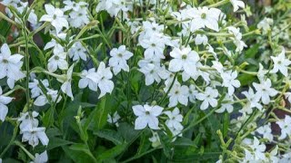 How To Grow Nicotiana [upl. by Talley]