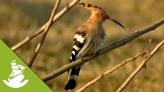 The Hoopoe attack [upl. by Errot]