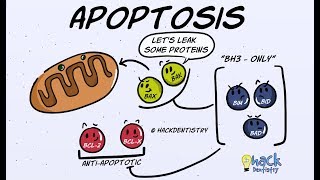 Apoptosis  Introduction Morphologic Changes and Mechanism [upl. by Natan424]