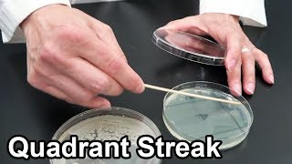 Quadrant Streaking Bacteria  Techniques Demonstration [upl. by Bettencourt]