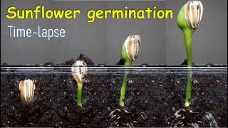 Sunflower germination timelapse [upl. by Kevina]