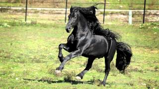 WORLD FAMOUS FRIESIAN STALLION [upl. by Barfuss850]