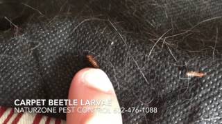 Carpet Beetle Larvae Inside Home  Weird Bugs [upl. by Remsen]