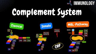 Complement System Pathways Classical Alternative MBL  QUIZ  Immunology [upl. by Yaker]