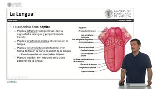 La cavidad oral   UPV [upl. by Ellehcor]