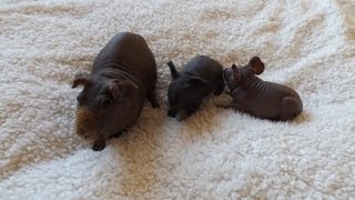 Hairless Guinea Pig amp Cute Babies [upl. by Niak]