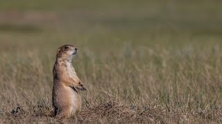 Ecosystem Essential The Prairie Dog Town [upl. by Norac]