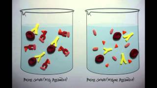 Complement fixation animation [upl. by Kciredes]