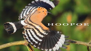 Bird sounds  Eurasian Hoopoe call [upl. by Tobit221]