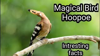 Hoopoe bird  Intresting facts [upl. by Titus]