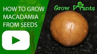 How to grow Macadamia Nut from seeds [upl. by Grenier]