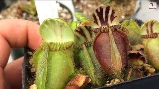 Cephalotus Pitcher Plant Care Triming dead Pitchers amp the Carnivorous Plant soil mix I use for them [upl. by Klement]