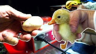 Incubating Duck Eggs from START TO FINISH  Rite Farm 3600 Incubator [upl. by Timmi304]