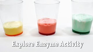 Explore Enzymes  STEM Activity [upl. by Wolgast696]