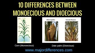 Difference between Bisexual Monoecious and Dioecious 🌺🌽 Plant Science biologyexams4u [upl. by Nhguavahs]