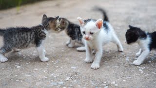 Kittens Calling For Mom  Cute Kittens  Cat Sounds [upl. by Nert674]