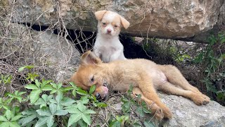 The cry for help of two dogs abandoned by their cruel owner on the side of the road and I saved them [upl. by Akinnor930]