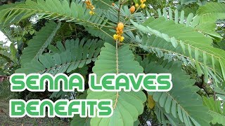 senna leaves benefits [upl. by Albin]