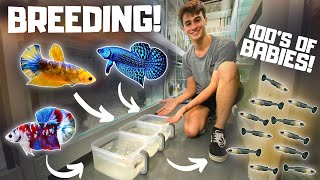 How to Breed Bettas in Tubs Super Easy [upl. by Nasya]