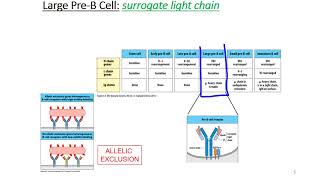 B Cell Development [upl. by Eilrahc]