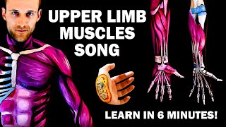 UPPER LIMB MUSCLES SONG Learn in 6 Minutes [upl. by Dygal464]