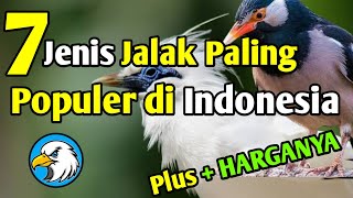 7 Jenis Burung Jalak Paling Populer di Indonesia Lengkap Dengan Harganya [upl. by Ahras]