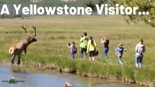 Stupid Yellowstone Behavior Top 10 [upl. by Battat]